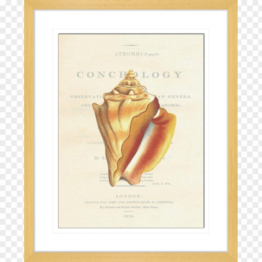 Seashell Conchology Nautilidae Oak Archives Picture Frames PNG