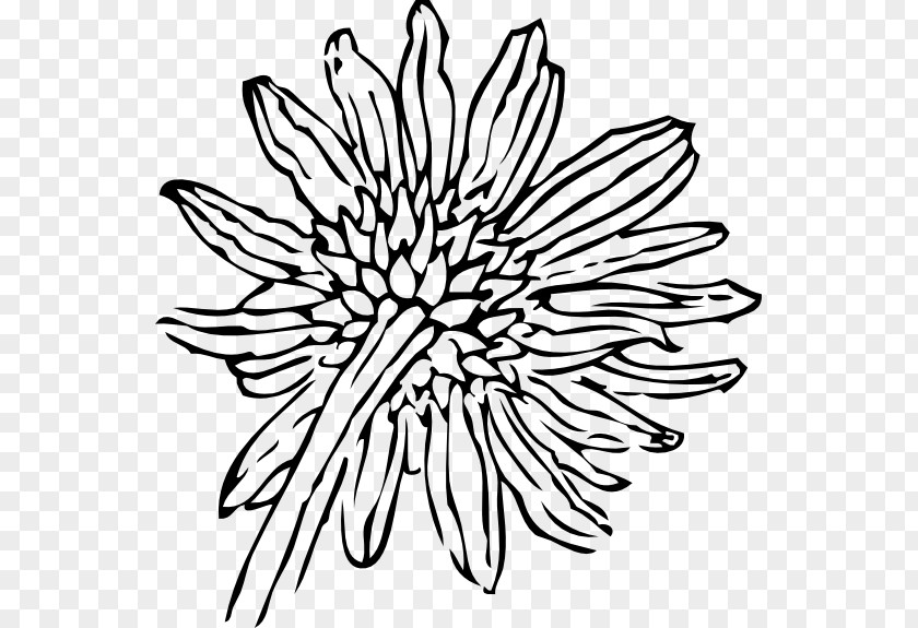 Sun Flower Drawing Clip Art PNG