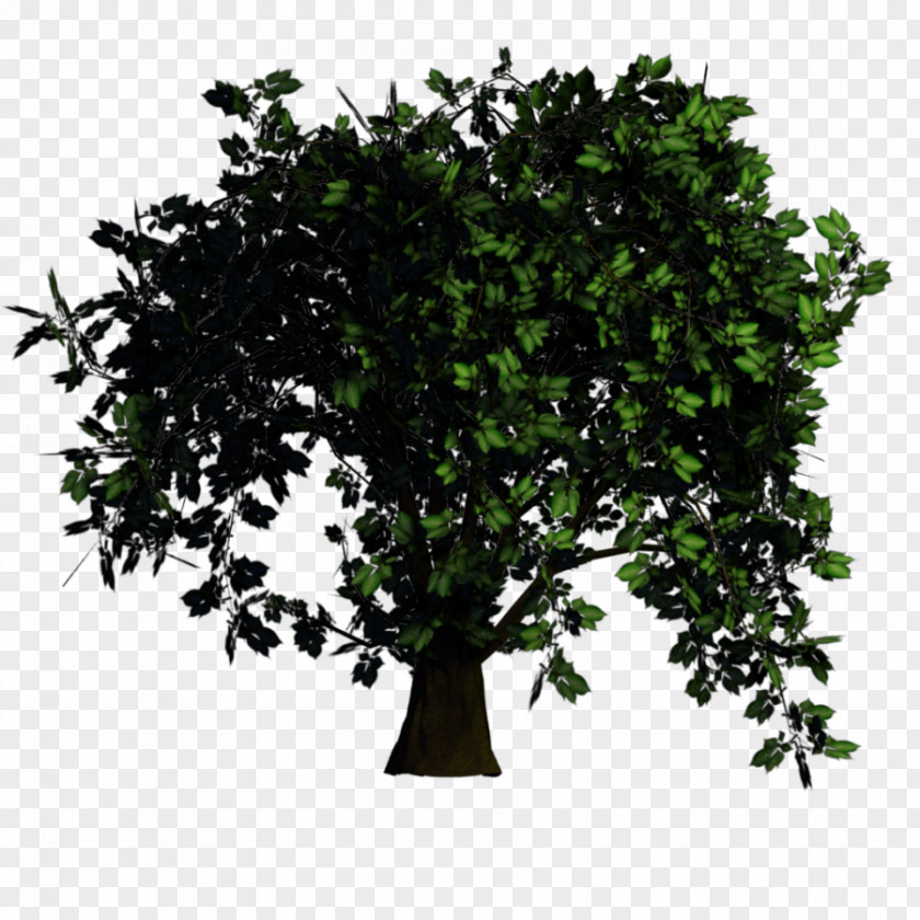 Thumbtack Tree Rendering Texture Mapping Elm PNG