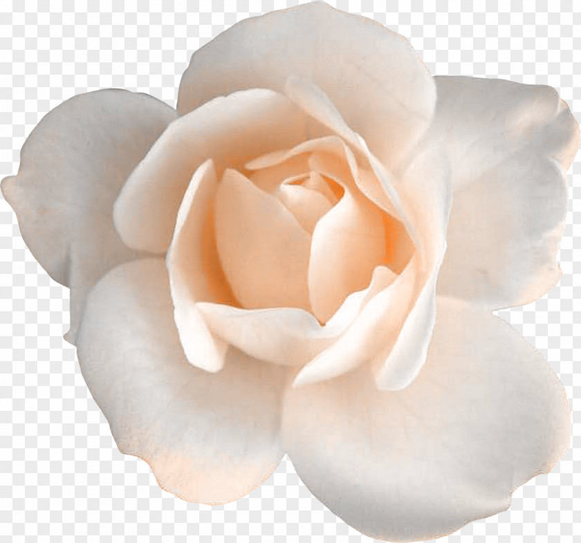 White Rose Garden Roses Centifolia Flower Floribunda PNG