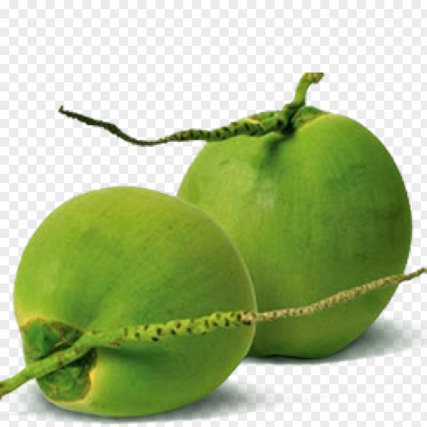 Coconuts Coconut Water Drupe Fruit A To Z Exports And Imports(coconut Suppliers,wholesaler,seller,manufacturers In Pollachi) PNG