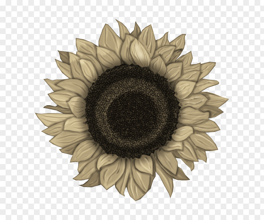 Flower Common Sunflower Clip Art PNG