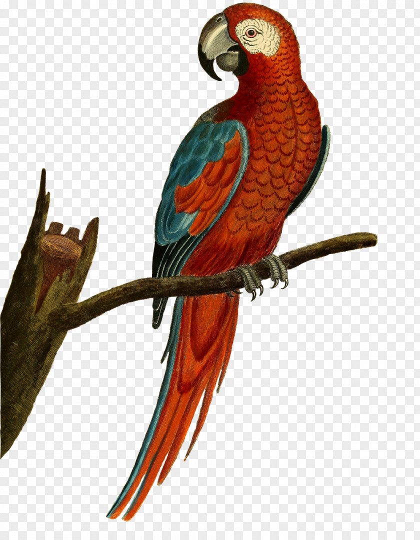 Parrot Cockatiel Budgerigar Bird Cockatoo Parakeet PNG