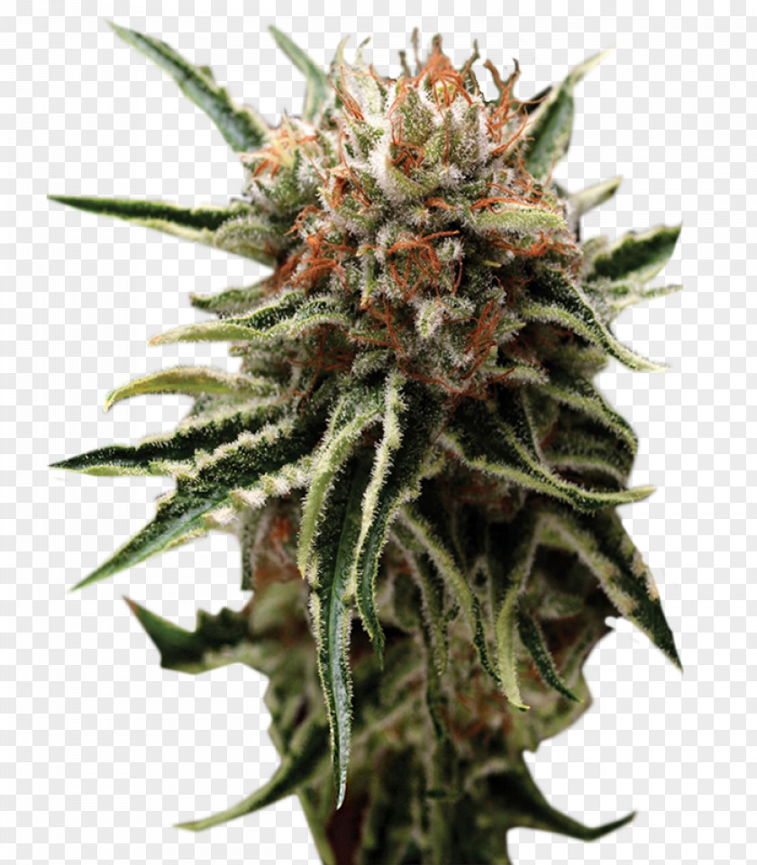 Skunk Autoflowering Cannabis Seed Bank Marijuana PNG