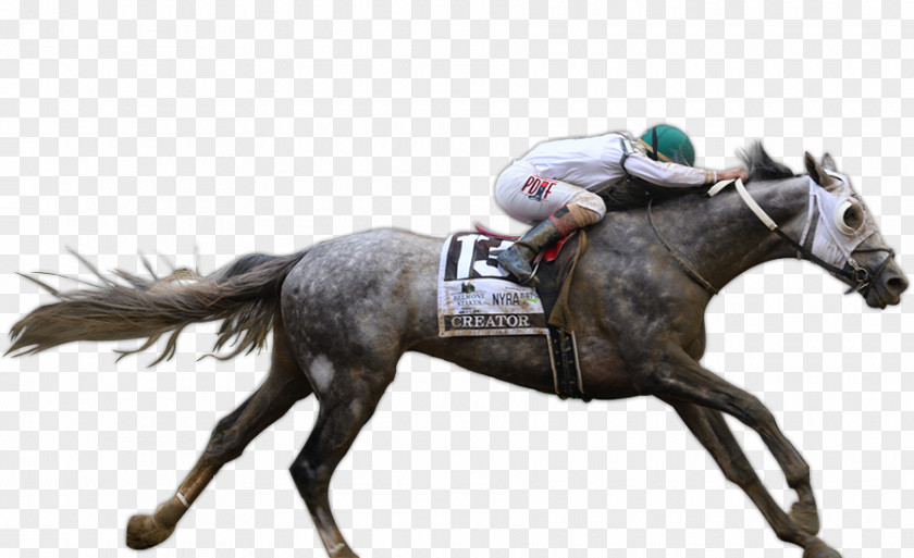 Belmont Stakes Mare Horse Racing Mustang Rein Stallion PNG