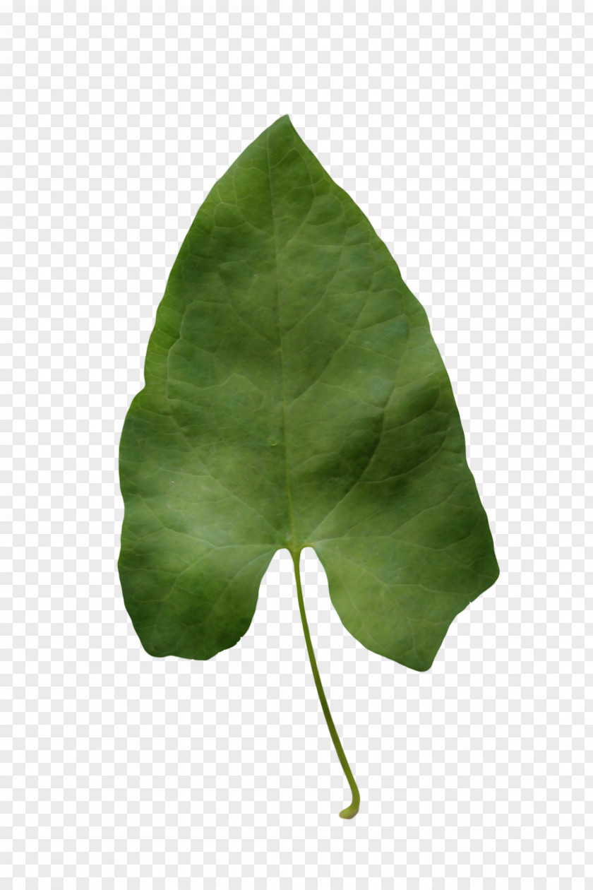 Plane Alismatales Green Leaf Watercolor PNG