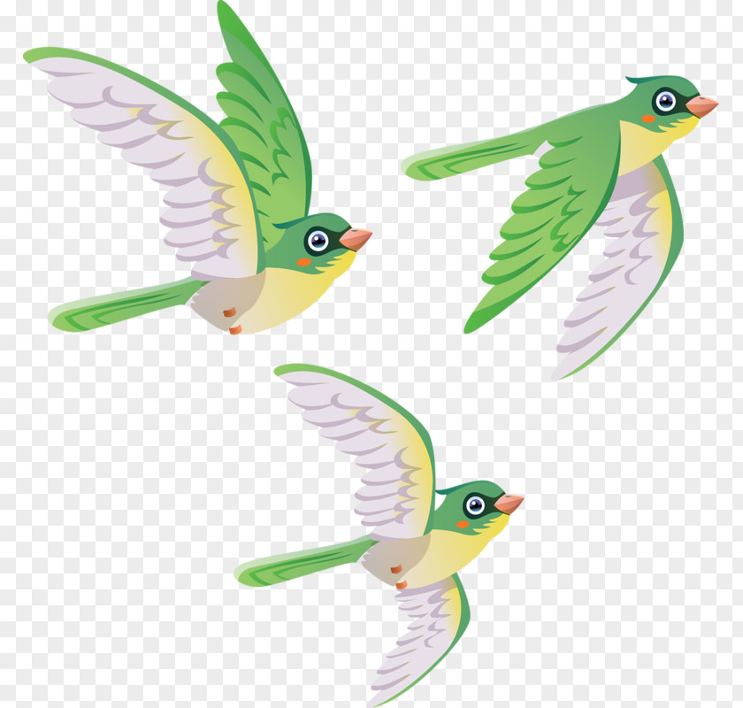 Sparrow Bird Clip Art PNG