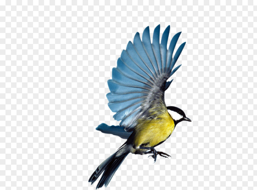 Blue Birds Fly Bird Eurasian Magpie Flight Parrot PNG