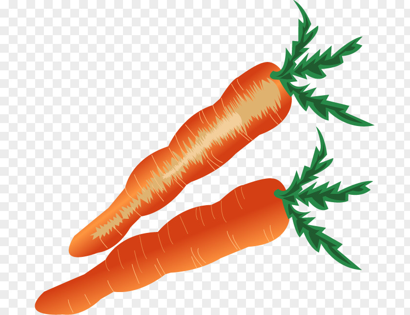 Cartoon Carrot Baby Vegetable PNG