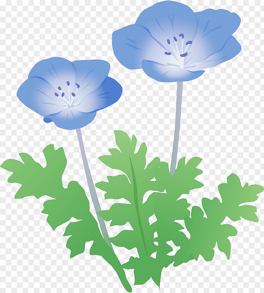 Flower Plant Petal Poppy Family Anemone PNG
