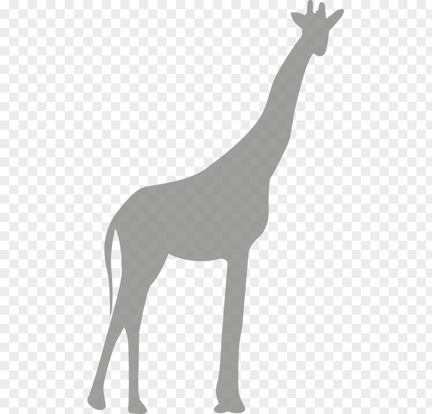Giraffe Northern Gratis Download Computer File PNG