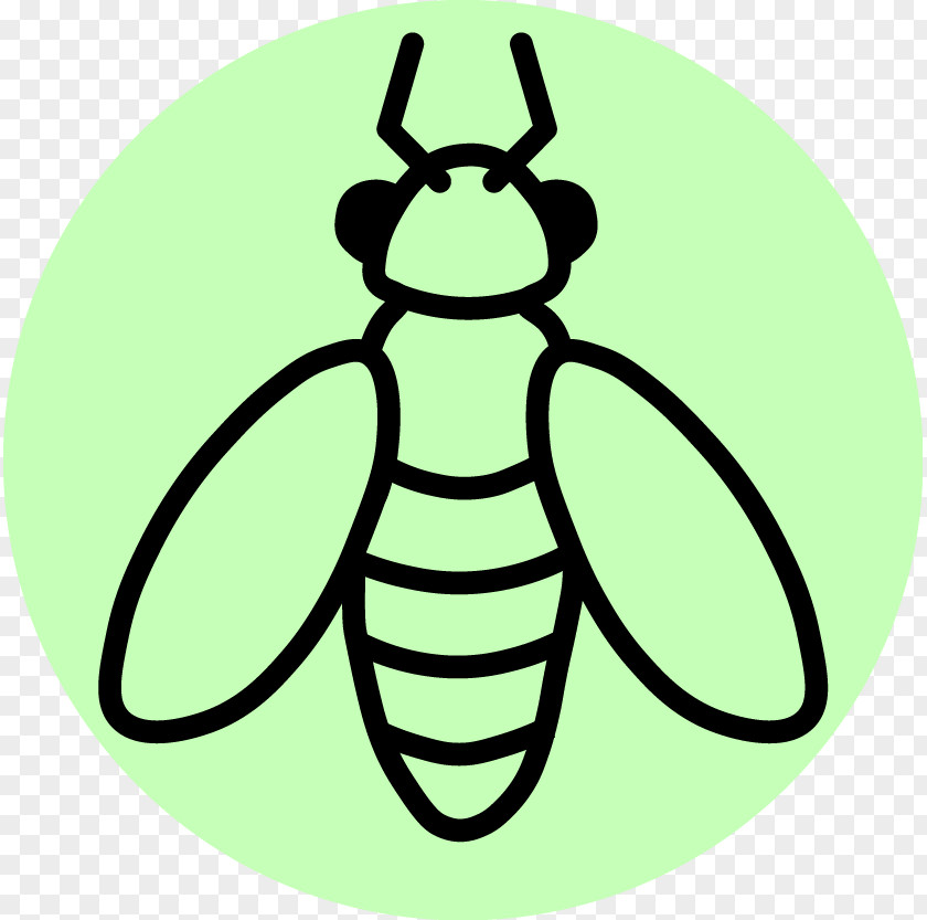 Insect Honey Bee Entomology Pest Clip Art PNG