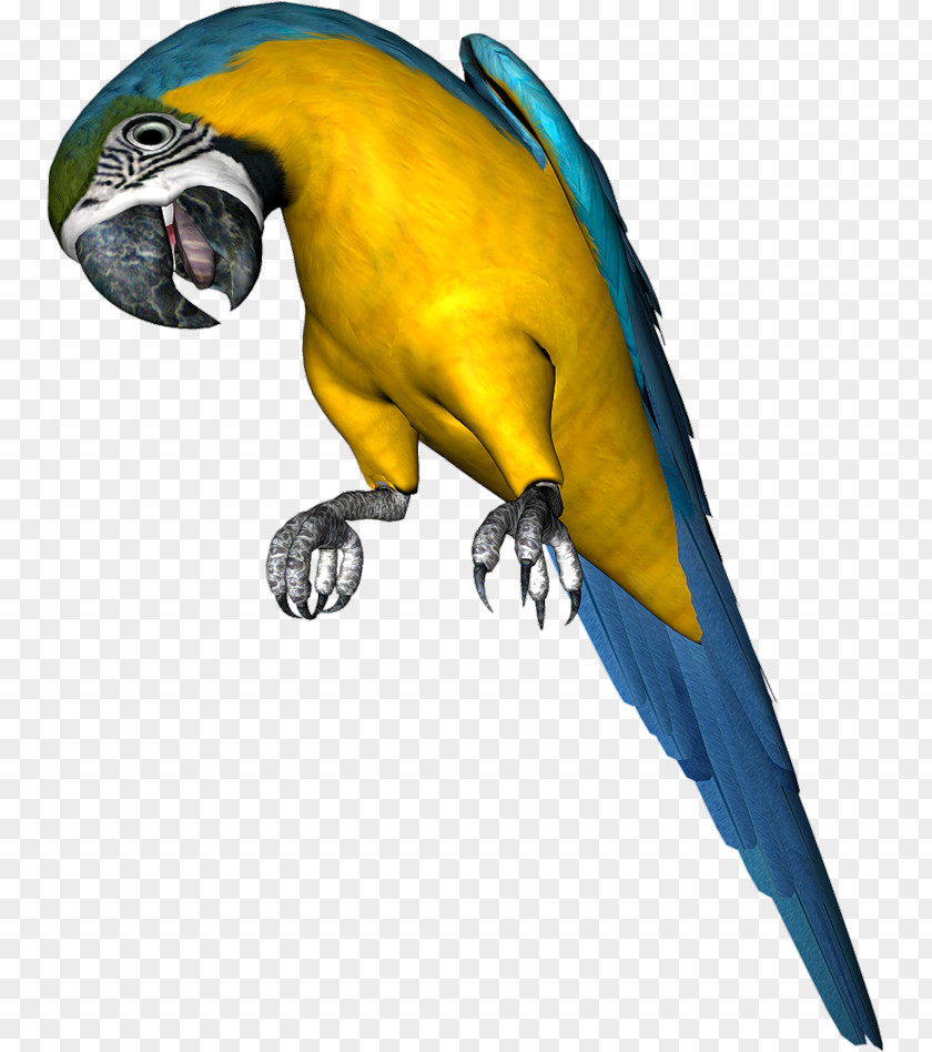 Parrot Budgerigar Bird Parakeet PNG