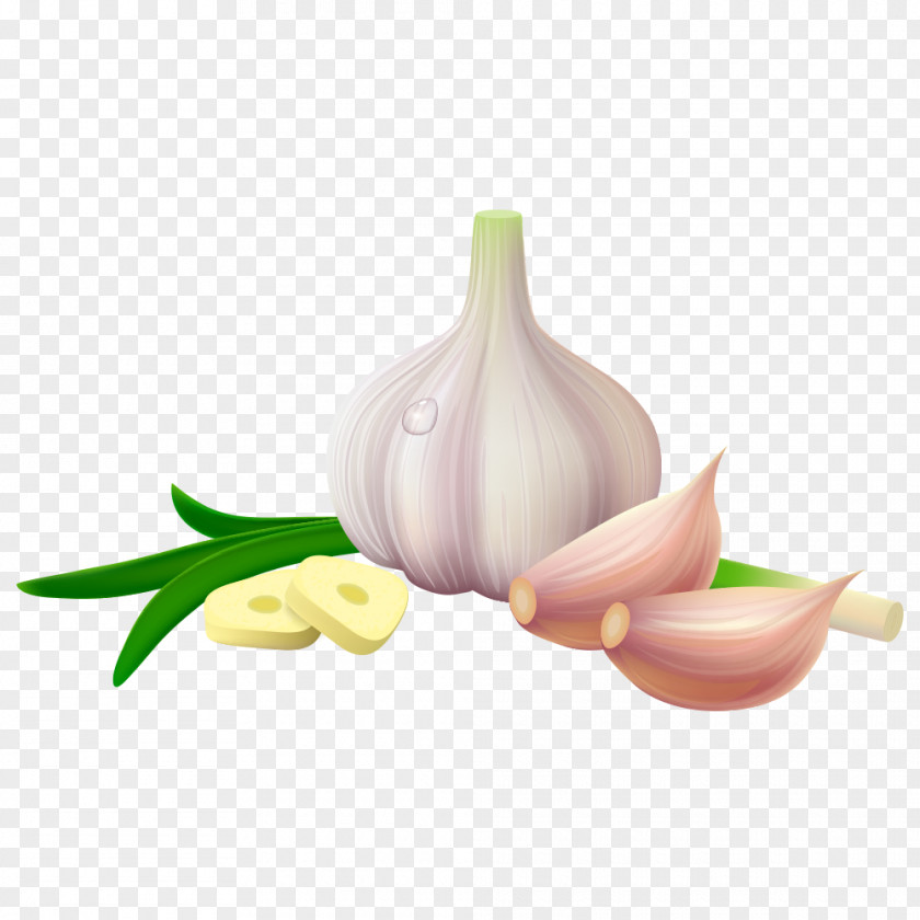 Vector Garlic Solo Spice Vegetable PNG
