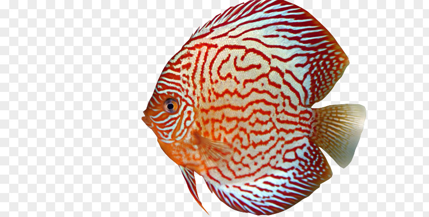 Fish Discus Marine Biology Aquarium Eye PNG