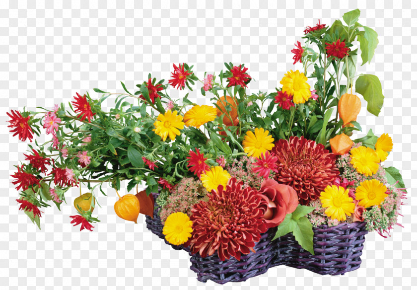 Gerbera Flower Desktop Wallpaper Transvaal Daisy Chrysanthemum PNG