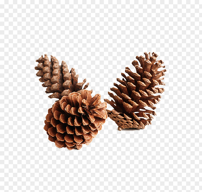 Large US Pinecone Ornaments PNG