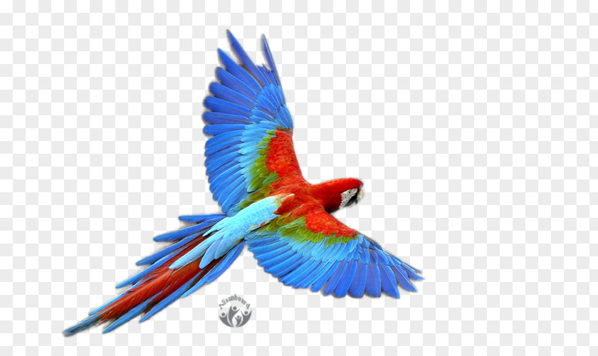 Parrot Budgerigar PNG