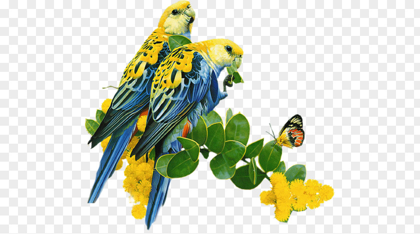 Parrot Lovebird Budgerigar Desktop Wallpaper PNG