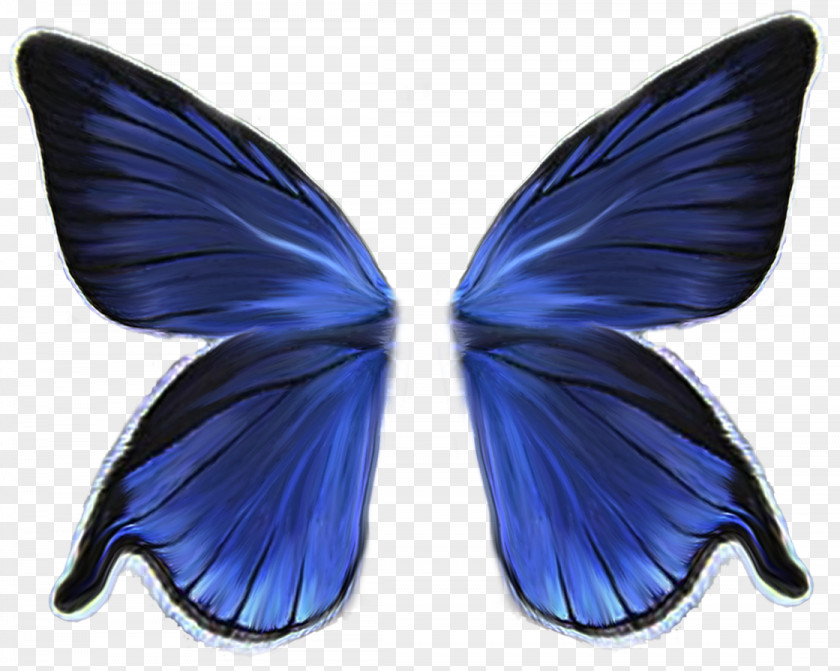Butterfly Wing Download PNG