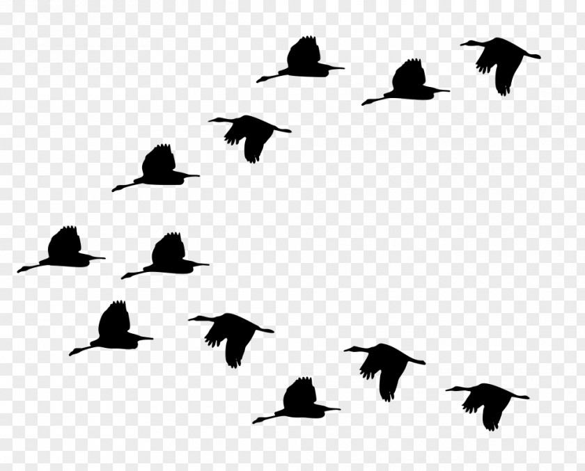 Duck Bird Migration Goose Mallard PNG