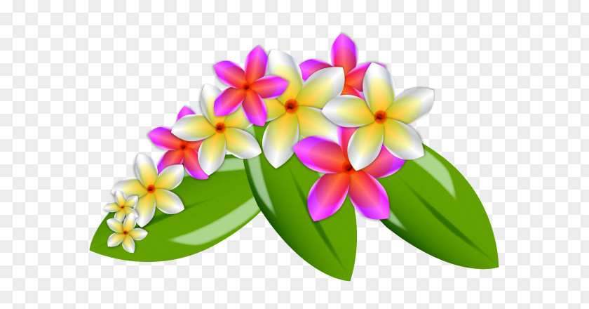 Frangipani Clipart Flower Drawing Clip Art PNG