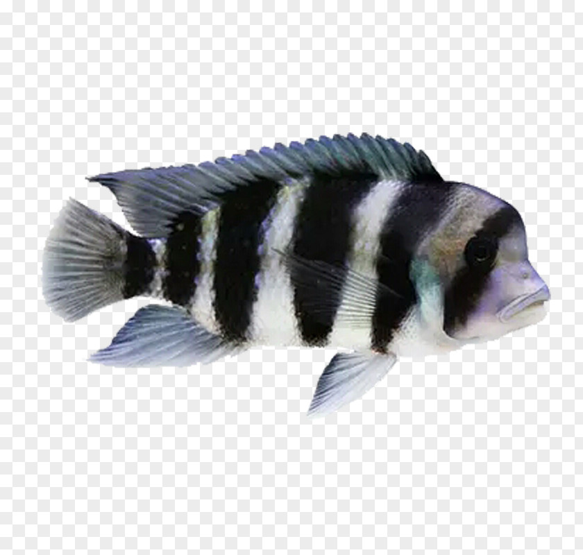Ornamental Fish Goldfish Cichlid PNG