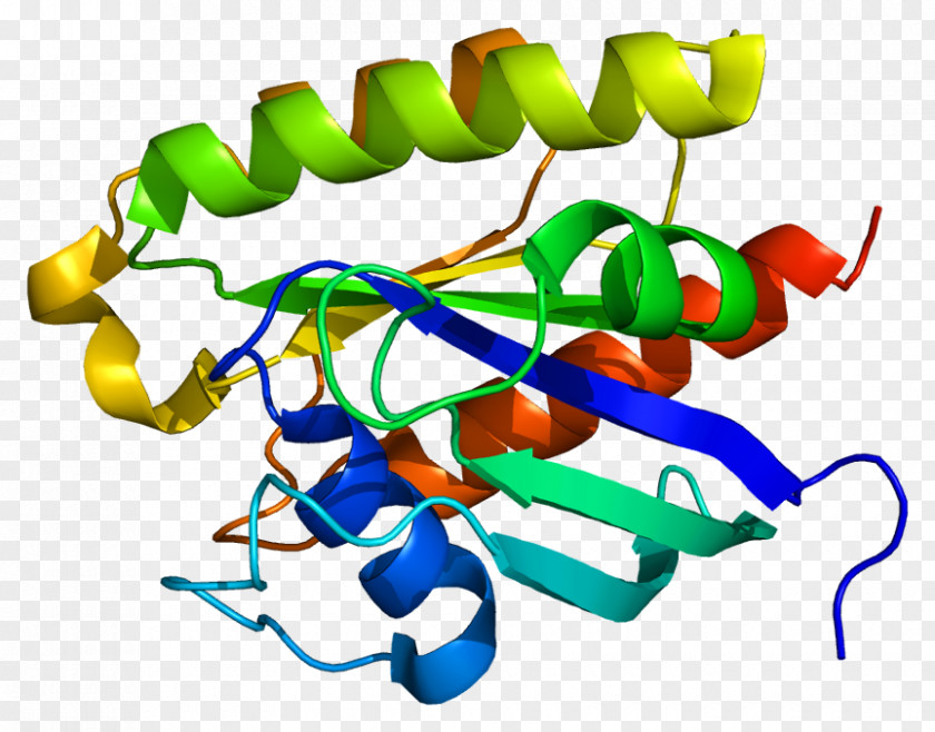 RRAS Protein Gene Ras Subfamily Wikipedia PNG