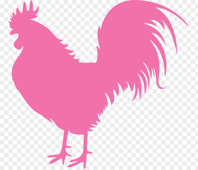 Ayam Vektor Vector Graphics Image Stock.xchng Shutterstock Drawing PNG