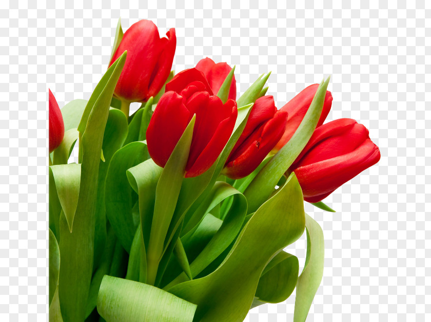 Bouquet Flowers Tulip Flower Red Stock Photography White PNG