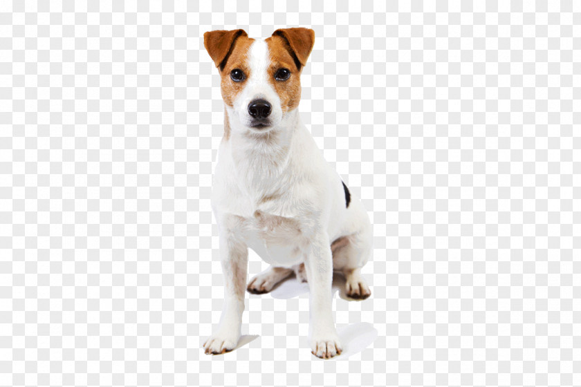 Jack Russell Terrier Parson Harrier Smooth Fox PNG