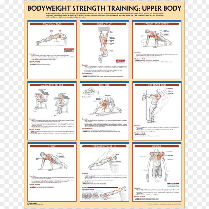 Strength Training Anatomy Bodyweight Exercise Weight PNG