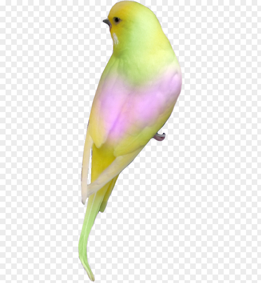 Bird Lovebird Parrot Parakeet Clip Art PNG