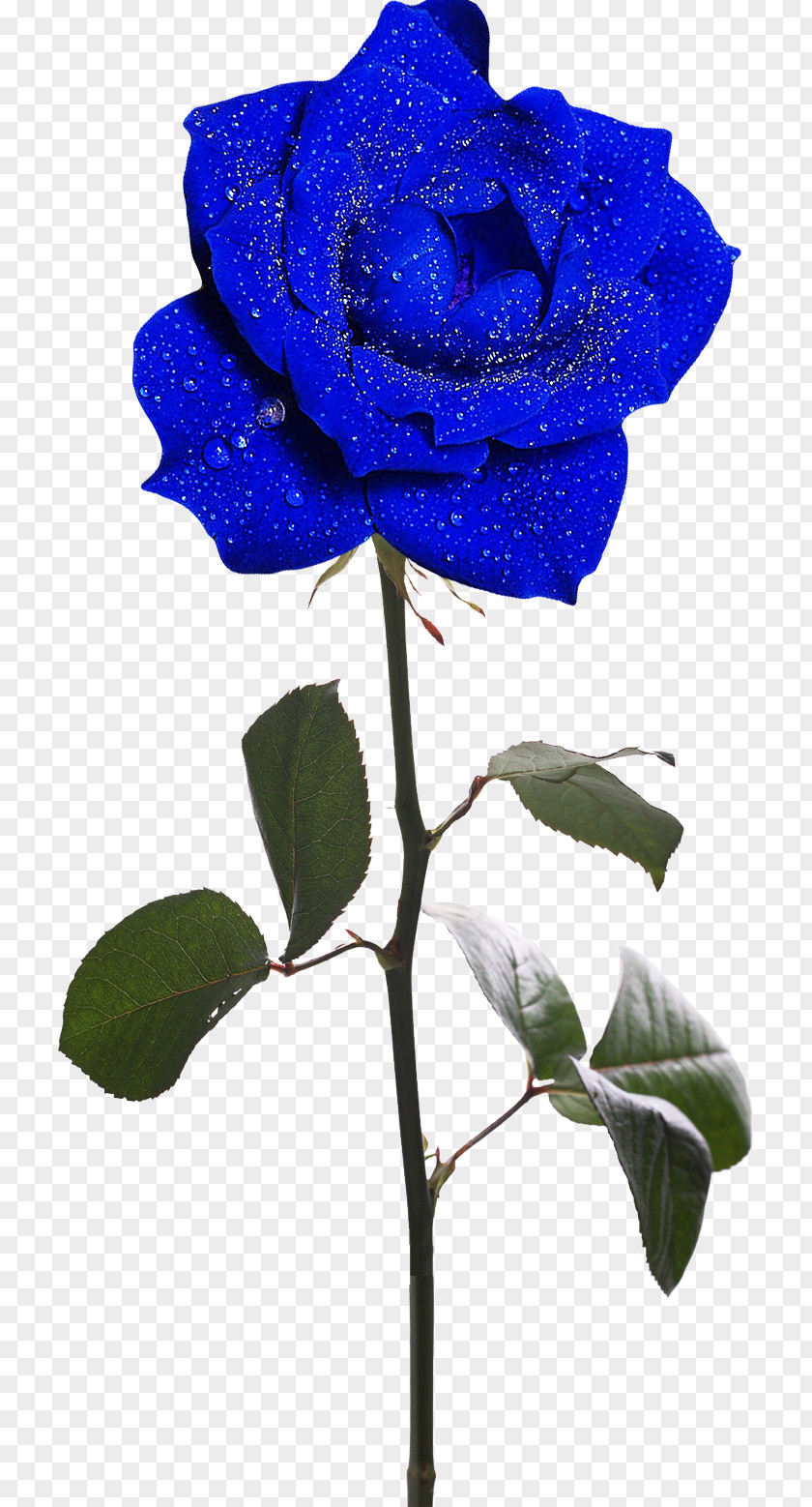 Blue Rose Rosa Gallica Garden Roses Flower Clip Art PNG