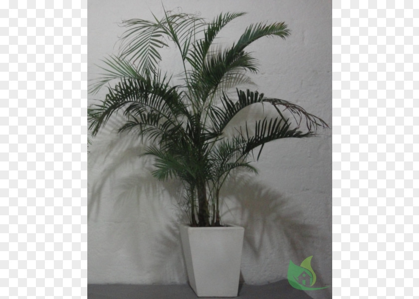 Date Palm Asian Palmyra Flowerpot Coconut Houseplant PNG