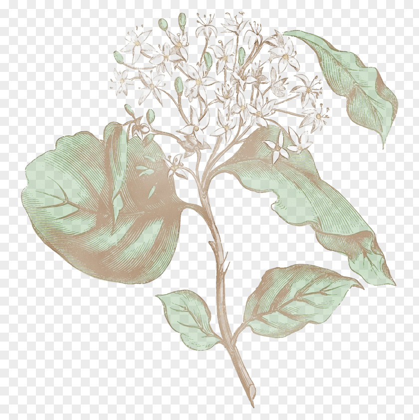 Floral Design PNG