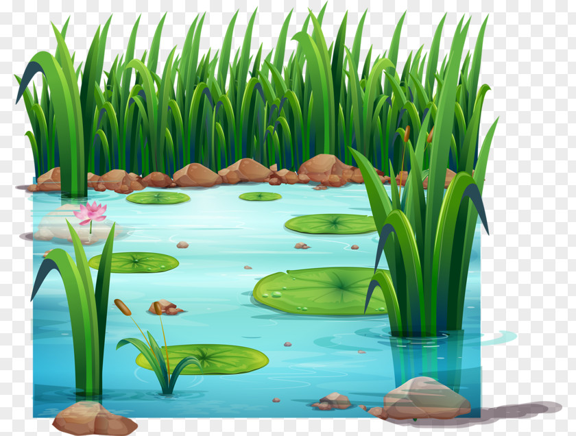 Frog Pond Drawing Clip Art PNG