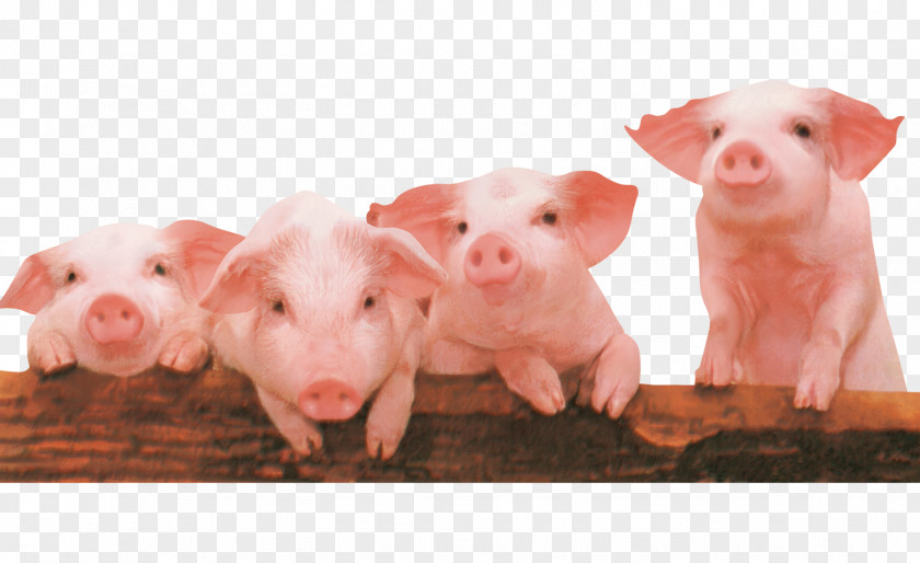 Little Pigs Piglet The Three PNG