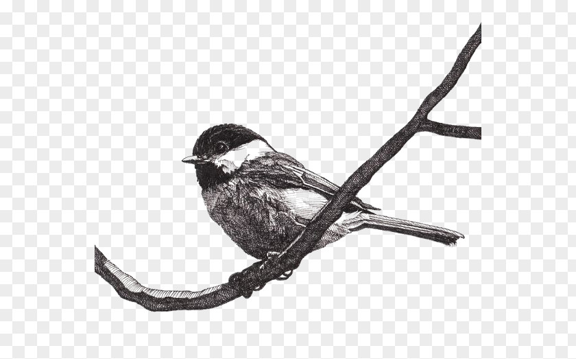 Sparrow Paper Drawing Pen Bird Black-capped Chickadee PNG