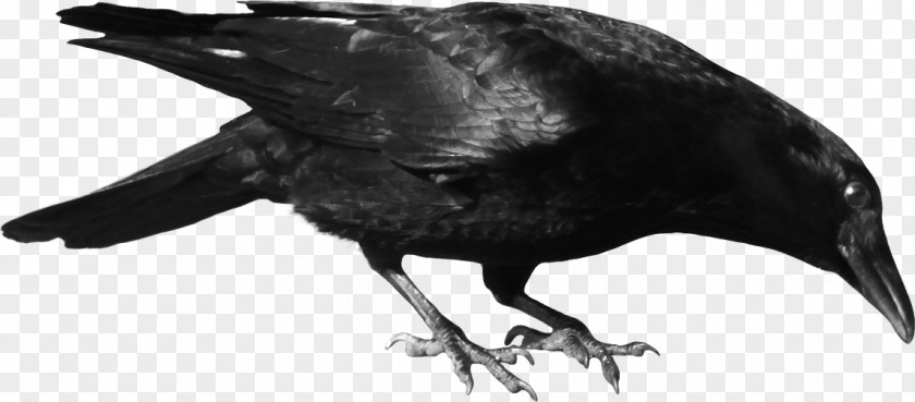 Crow Image Common Raven Bird Clip Art PNG