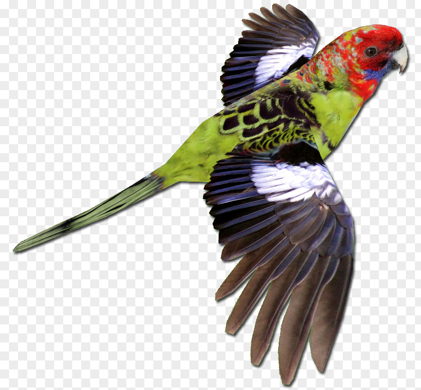 Juvenile Bird Parrot Crimson Rosella Budgerigar Zoo Tycoon 2 PNG