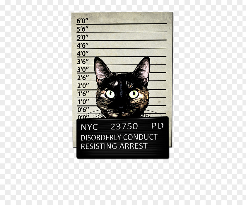 Mug Shot Cat Canvas Print Work Of Art PNG