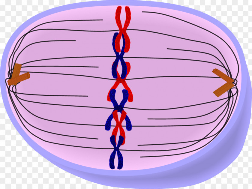 Outward Diffusion Homologous Chromosome Mitosis Metaphase Cell PNG