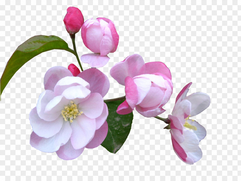 Pink And Blue Flowers Cut Sasanqua Camellia Lilac Plant PNG