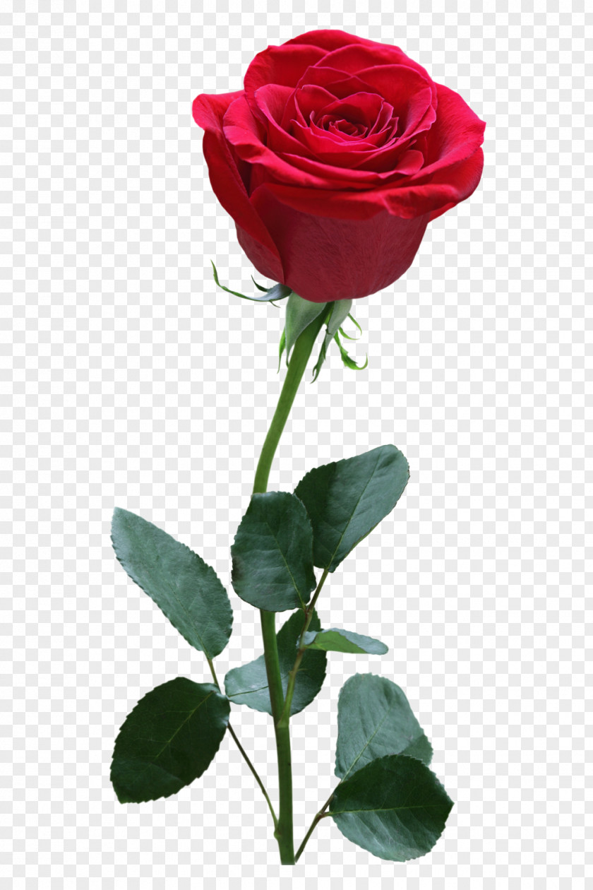 Rose Red PNG