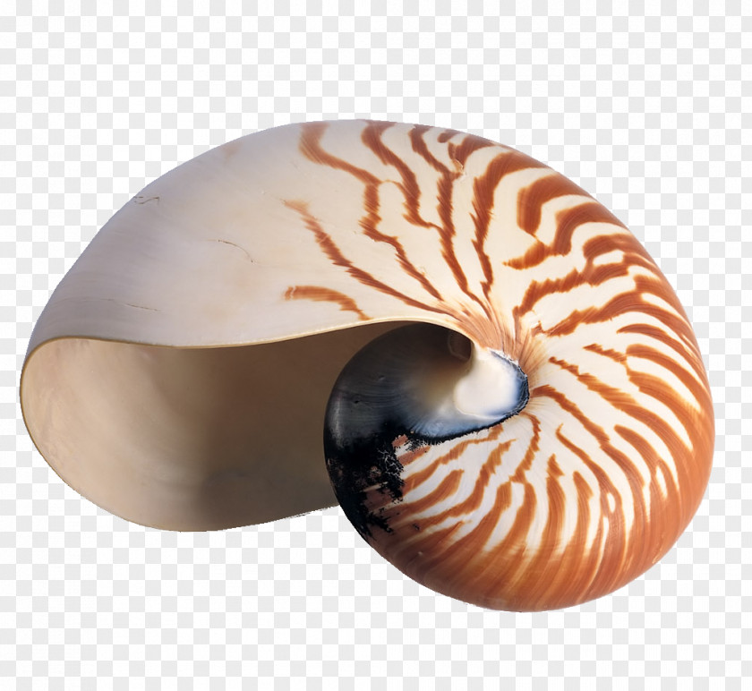 Texture Conch Savusavu Nadi Seashell Snail Accommodation PNG
