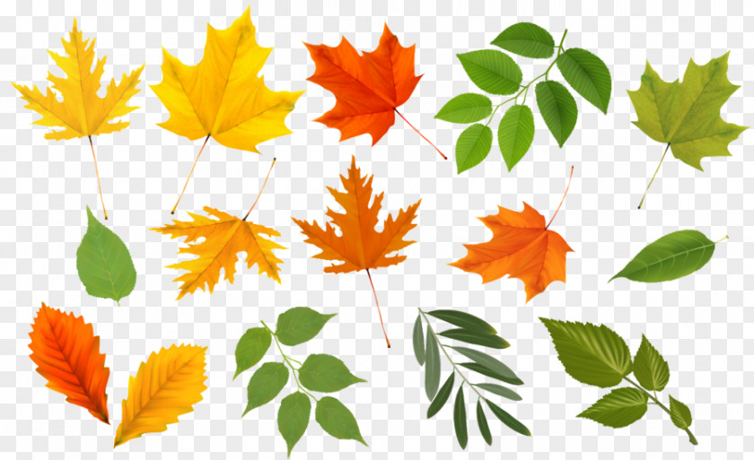 Autumn Leaves Maple Leaf Graphics Euclidean PNG leaf graphics , autumn leaves clipart PNG