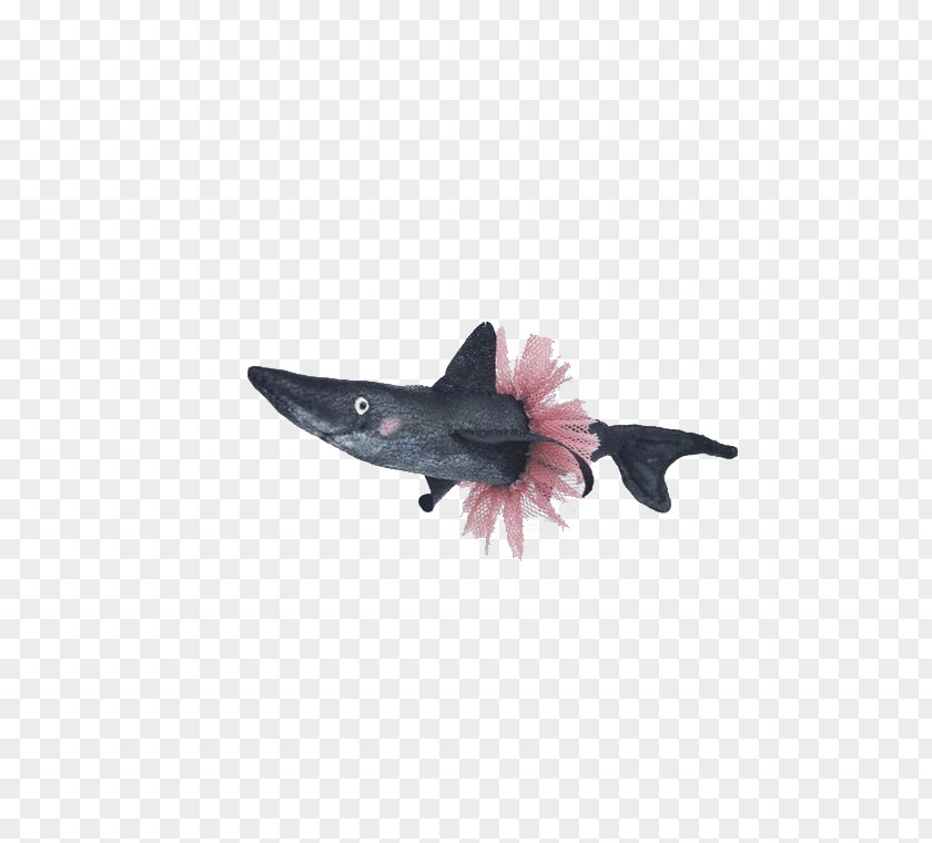 Cartoon Shark Illustration PNG