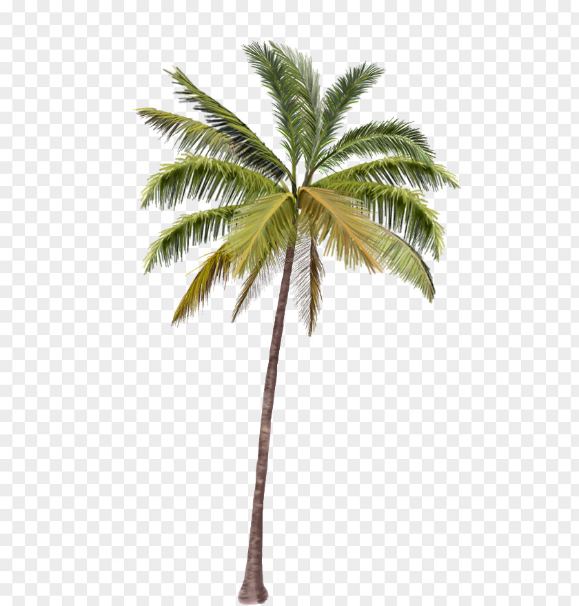 Coconut Trees Arecaceae Clip Art PNG