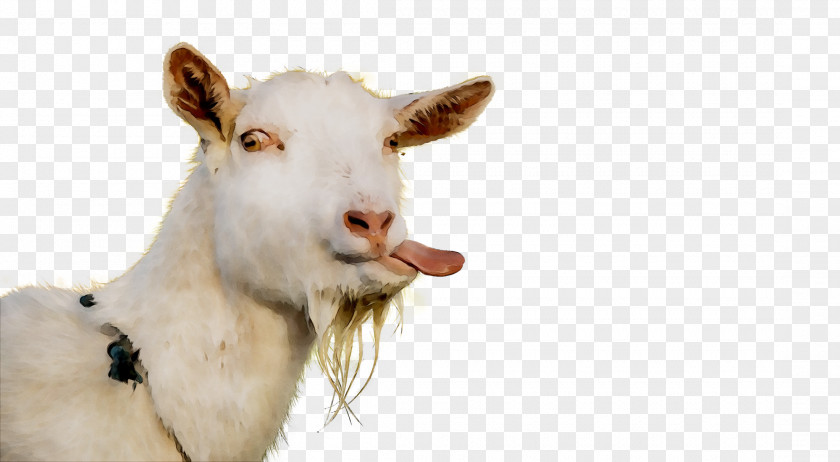 Goat Cattle Snout PNG